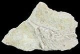 Crinoid (Cercidocrinus) Fossil on Rock - Gilmore City, Iowa #102975-1